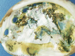 shell-boring-polychaeta-small