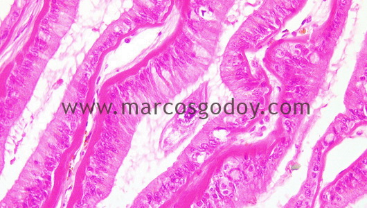 gill-abalone-protozoa-ciliated-iib