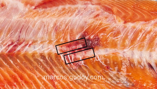 vertebral-compression-fracture-in-coho-salmon-v