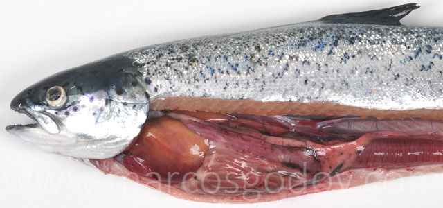 Aplasia septum Atlantic salmon I
