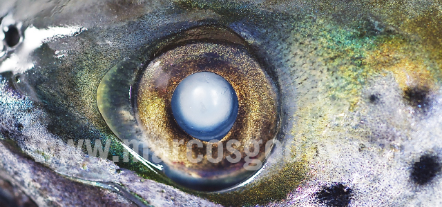 Atlantic salmon cataract IX