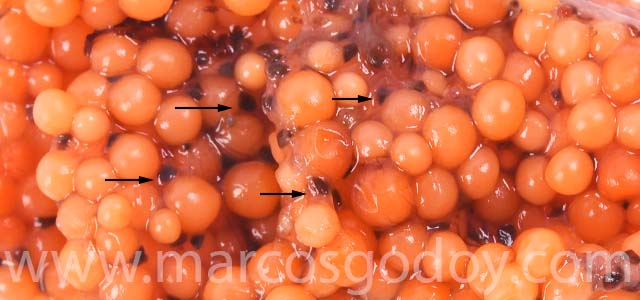 Hipoplasia gonadal salmon coho II