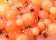 Hipoplasia gonadal salmon coho SMALL