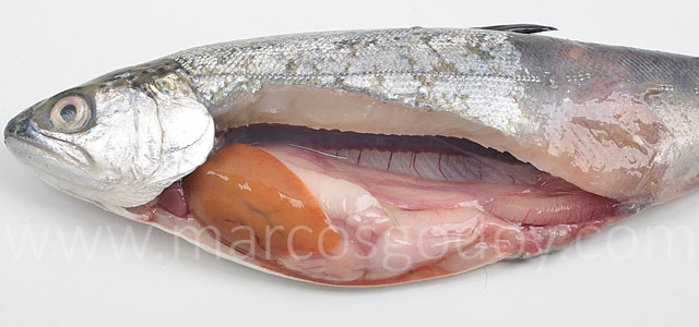 Coho salmon IPN III