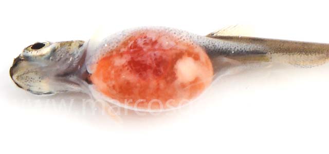 Coho salmon yolk coagulated VI.jpg