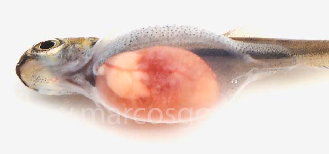 Coho salmon yolk coagulated VII.jpg