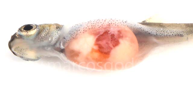 Coho salmon yolk coagulated VIII.jpg