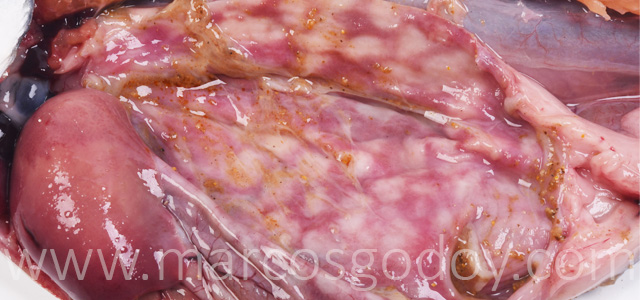 Gastritis coho salmon gross XI