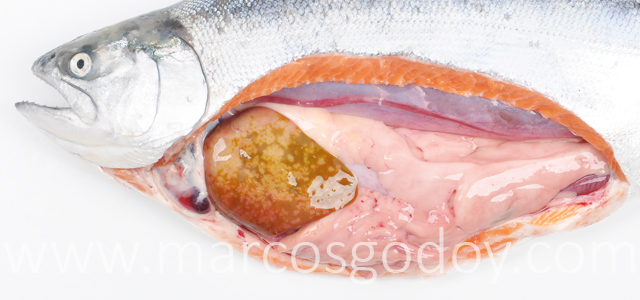 Coho salmon colestasis biliar V