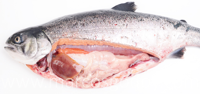 Hipertrofia auricular coho salmon I