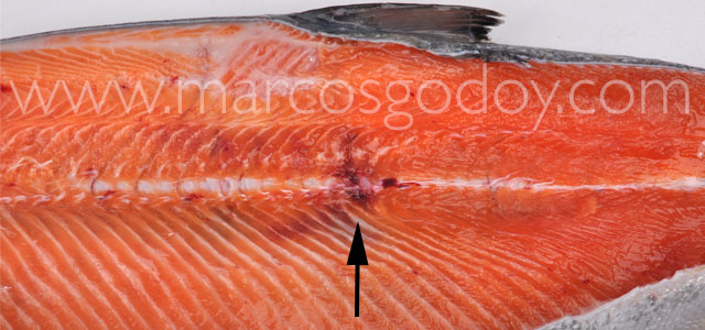 Fractura Salmon coho IX