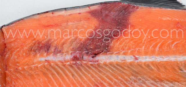 Fractura Salmon coho XIV