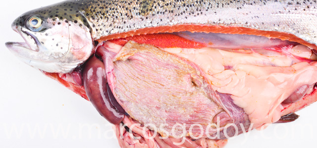 Rainbow trout chronic gastritis II