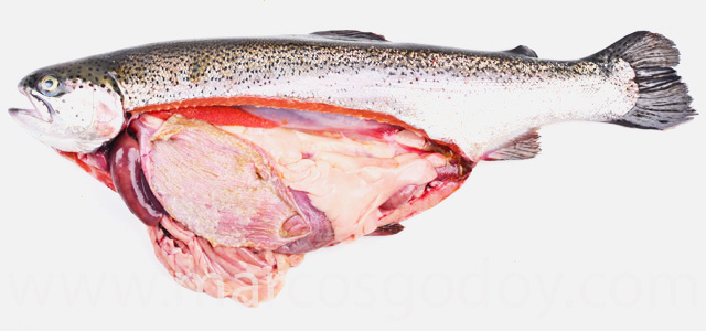 Rainbow trout chronic gastritis Ib