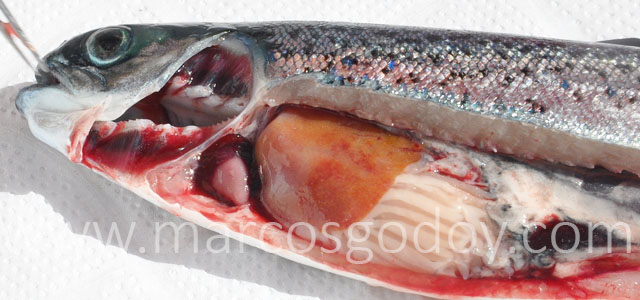 HSMI Salmon del Atlantico XIV