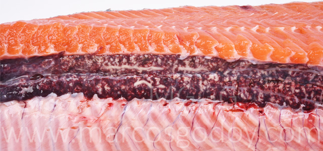 Nefrocalcinosis salmon coho I