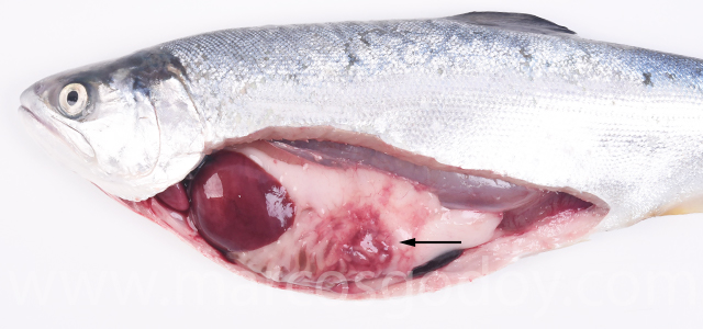 Peritonitis aguda coho salmon III