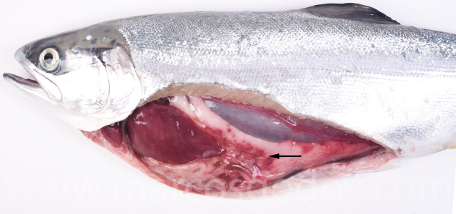 Peritonitis aguda coho salmon V