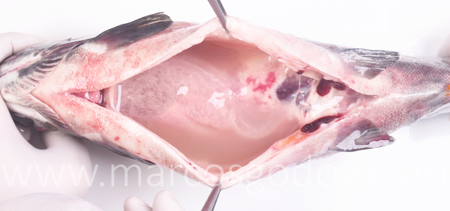 Peritonitis salmon coho I