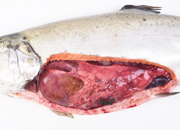 Peritonitis traumatica salmon coho small