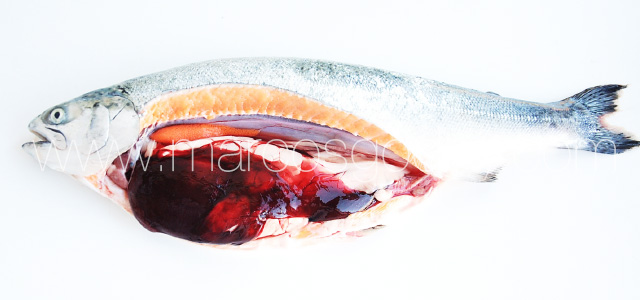 Coho salmon hemorrhage II