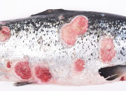 SRS Atlantic salmon Atlantic salmon small